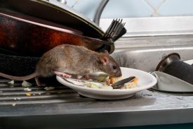 Close-up young rat (Rattus norvegicus) sniffs leftovers on a plate on sink at the kitchen. Fight with rodents in the apartment. Extermination.